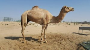 For Sale Farm in Al Awir dubai For Sale Farm in Al Awir dubai