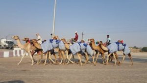 For Sale Farm in Al Awir dubai For Sale Farm in Al Awir dubai